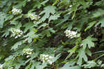 Oakleaf hydrangea